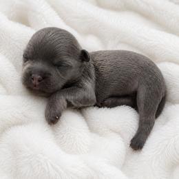 Shaylin - Blue female Shih Tzu puppy in Tallahassee, Florida from Bows and Bow Ties