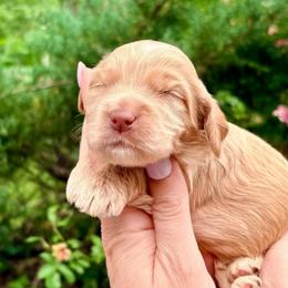 Eleanor (yellow) - Buff female Cockapoo puppy in Denver, Pennsylvania from Greenview Puppies