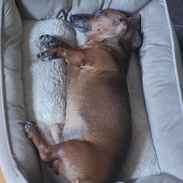 Moose - Dachshund