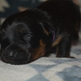 Girl 2 - Black and mahogany female Rottweiler puppy in Ethel, Washington from Titanenheim Rottweilers