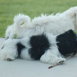 Havanese Puppies from Revistio Havanese