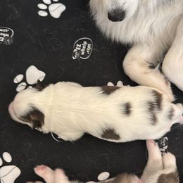 Pomsky Puppies from Bluepomski Puppies & Stud Services Of South West Florida