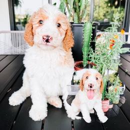 Coast Bright Blue Collar - Fawn and white male Sheepadoodle puppy in Republic, Missouri from DOOD & Co