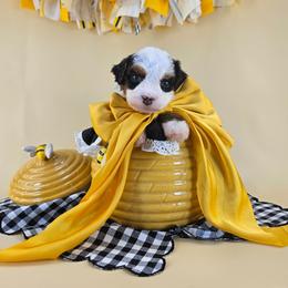 Scout - Tri-color male Bernedoodle puppy in Mckinney, Texas from M2 Bernedoodles
