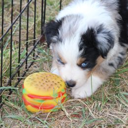 Australian Shepherd Puppies from Westrip Angus & Aussies