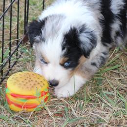 Australian Shepherd Puppies from Westrip Angus & Aussies
