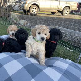 Poodle Puppies from A Stone’s Throw Farm