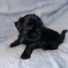 Shep - Black and white male Shih Tzu puppy in Kettering, Ohio from LaDawn’s Little Lions