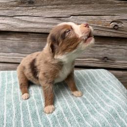 Red merle female - Red merle female Australian Shepherd puppy in Sunbright, Tennessee from Laudrick Aussies
