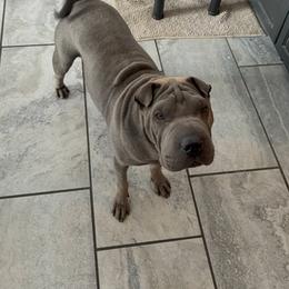 Zeus - Chinese Shar-Pei