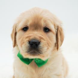 Chief - Golden male Golden Retriever puppy in Elmwood Park, Illinois from HuskiesAndGoldensWithFinesse