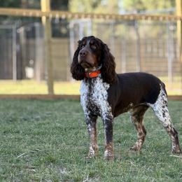 Covey - English Springer Spaniel