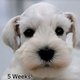Herbert - White male Miniature Schnauzer puppy in Saratoga Springs, Utah from Happy Beard Schnauzers