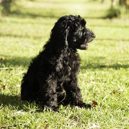 Maverick (Blue Collar) - Black male Goldendoodle puppy in Ocala, Florida from Hancock Place Doodles