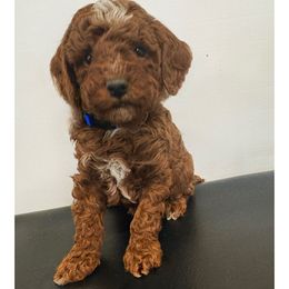 Boy 1 - Red  male Poodle puppy in Henefer, Utah from Mountain Valley Poodles