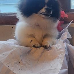 Pomeranian Puppies from Fancy Paws Pomeranians