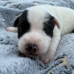 Boy Puppy (names coming) - Black and white male Jack Russell Terrier puppy in Yakima County, Washington from Saddle Rock Kennels