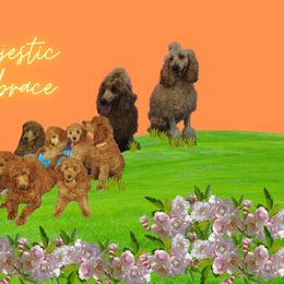 Poodle Puppies from Moyen Majestic Embrace