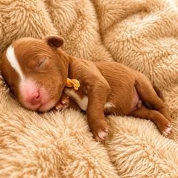 Goldendoodle puppies from Thompson Doodles