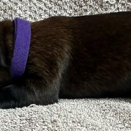 Purple - Red sable female Belgian Malinois puppy in Ellerbe, North Carolina from Grand Prix Kennel