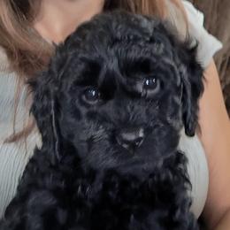 White collar girl - Black female Cockapoo puppy in Middletown, Ohio from Blessed Chaos