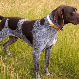 Gris Gris Gator von der Sumpf - German Shorthaired Pointer