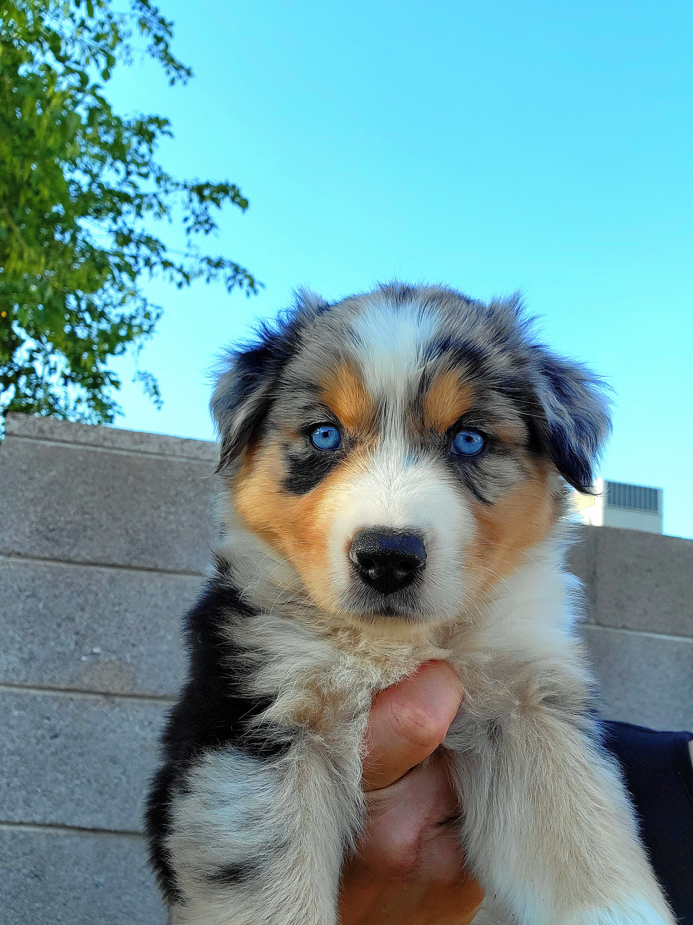 Bluebell - Blue merle Australian Shepherd puppy in Glendale, Arizona from Kerr Aussies
