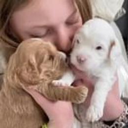 Cavapoo Puppies from Ruby's Cavapoos