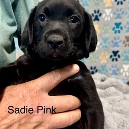 Pink collar female - Black female Labrador Retriever puppy in Sandpoint, Idaho from Allen Sunnyside AKC Labs