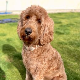 Daisy - Goldendoodle
