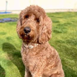 Daisy - Goldendoodle
