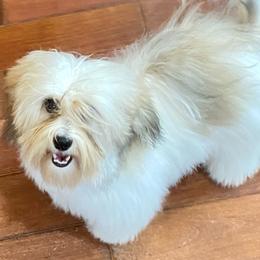 Havanese from Windyhill Havanese