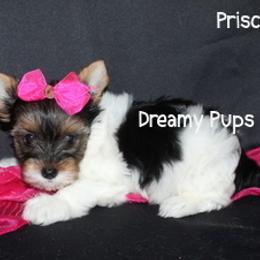 AKC Priscilla SOLD - Black tan and white female Biewer Terrier puppy in Kennesaw, Georgia from Dreamy Pups