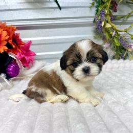 Coffee - Red and tan female Shih Tzu puppy in Elgin, South Carolina from Silver Bells Paw Prints