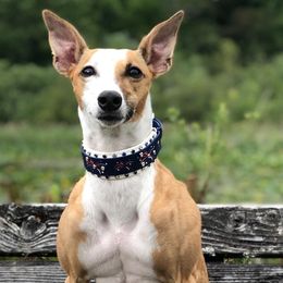 Tsunami - Whippet