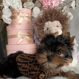 Yorkshire Terrier Puppies from DaintyDawlz