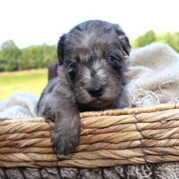 Aspen- CKC- F1 Mini AussieDoodle- Stokesdale, NC - Blue merle male Aussiedoodle puppy in Stokesdale, North Carolina from His and Hers Poodles and Doodles