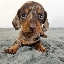 Chocolate and tan dapple male - Dapple male Dachshund puppy in Belle Rive, Illinois from Akin's Miniature Dachshunds, LLC
