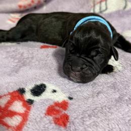Lt Blue - Black male Cane Corso puppy in Paris, Texas from Knucklehead Cane Corso