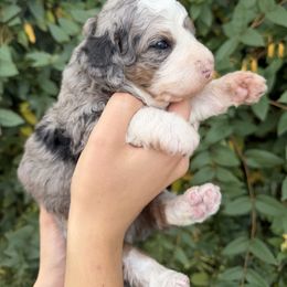 Nancy - Merle female Bernedoodle puppy in Gilbert, Arizona from Gilbert Bernedoodles & Whoodles