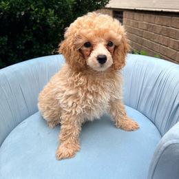 Charlie - Cream male Poodle puppy in Plano, Texas from Dogs lovers