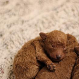 Tony - Red  male Poodle puppy in Pottersville, Missouri from Miller Poodles