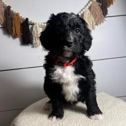 Candy - Black and white female Bernedoodle puppy in Bellevue, Iowa from Blended Acres & Kennels