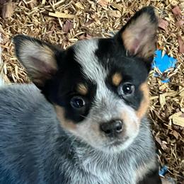 Girl 1 - Blue female Australian Cattle Dog puppy in Norton, Ohio from Australian Cattle Dog Company