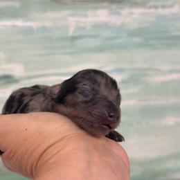 Mimi Long hair - Dapple female Dachshund puppy in Lakeland, Florida from Elite Doxies Florida