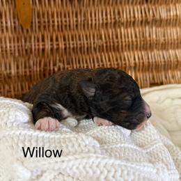 Willow - Tri-color female Bernedoodle puppy in Fallon, Nevada from Wild Roots Doodles