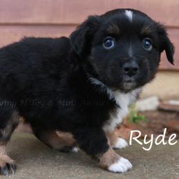 Ryder - Black tri male Miniature American Shepherd puppy in Godley, Texas from Flying H Toy and Mini Aussies