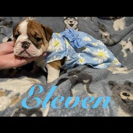Bulldog Puppies from Davis Bullies