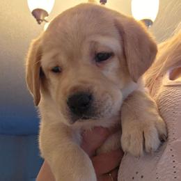 Girl 1 - Yellow female Labrador Retriever puppy in Osburn, Idaho from Faithful Mountain Labradors