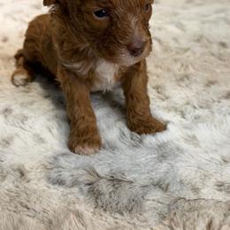 Rebekah - Red  female Poodle puppy in Davie, Florida from Dave Poodles